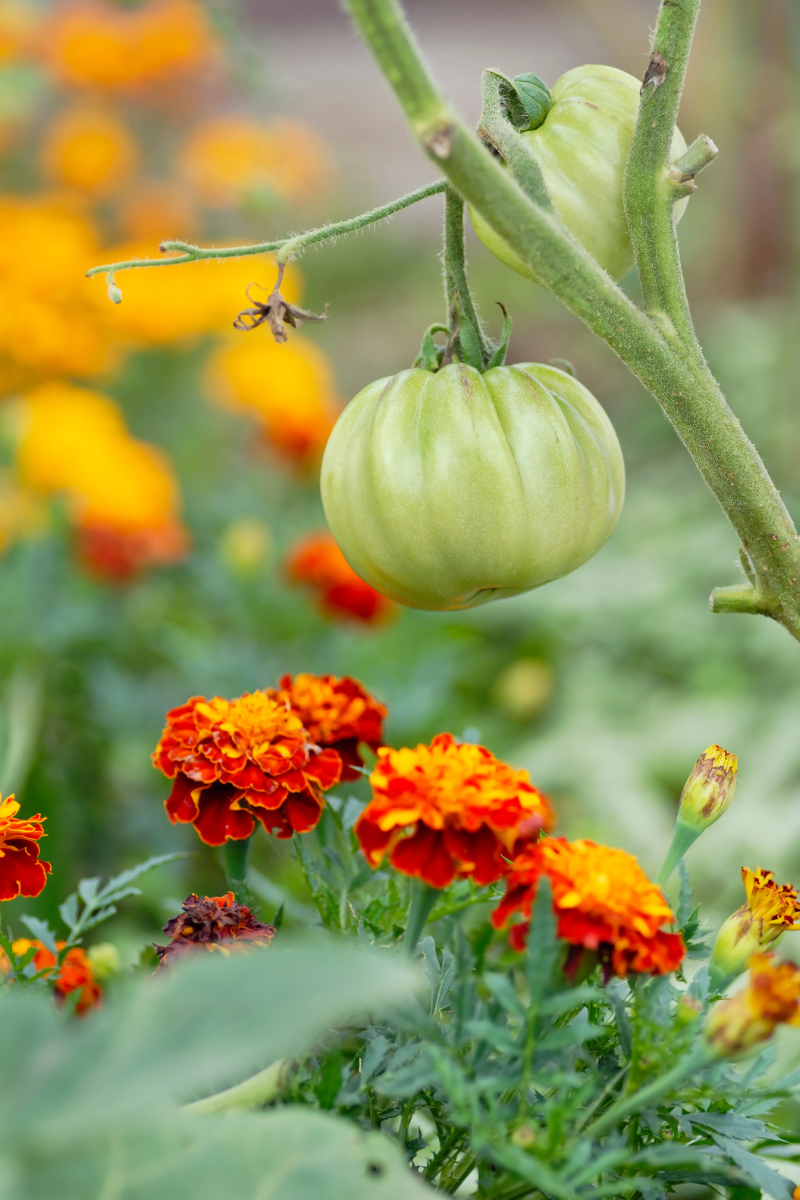 Companion Planting for Natural Pest Control