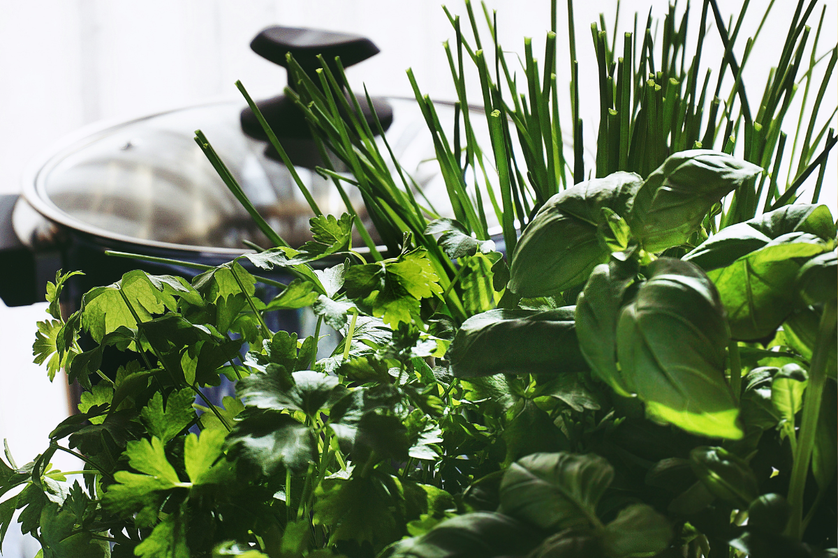 8 Essential Perennial Herbs for Your Homestead Garden
