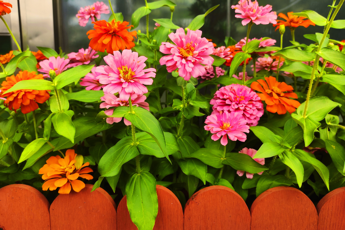 Zinnia Gardens: Your Complete Guide to Cultivating Colorful Bliss