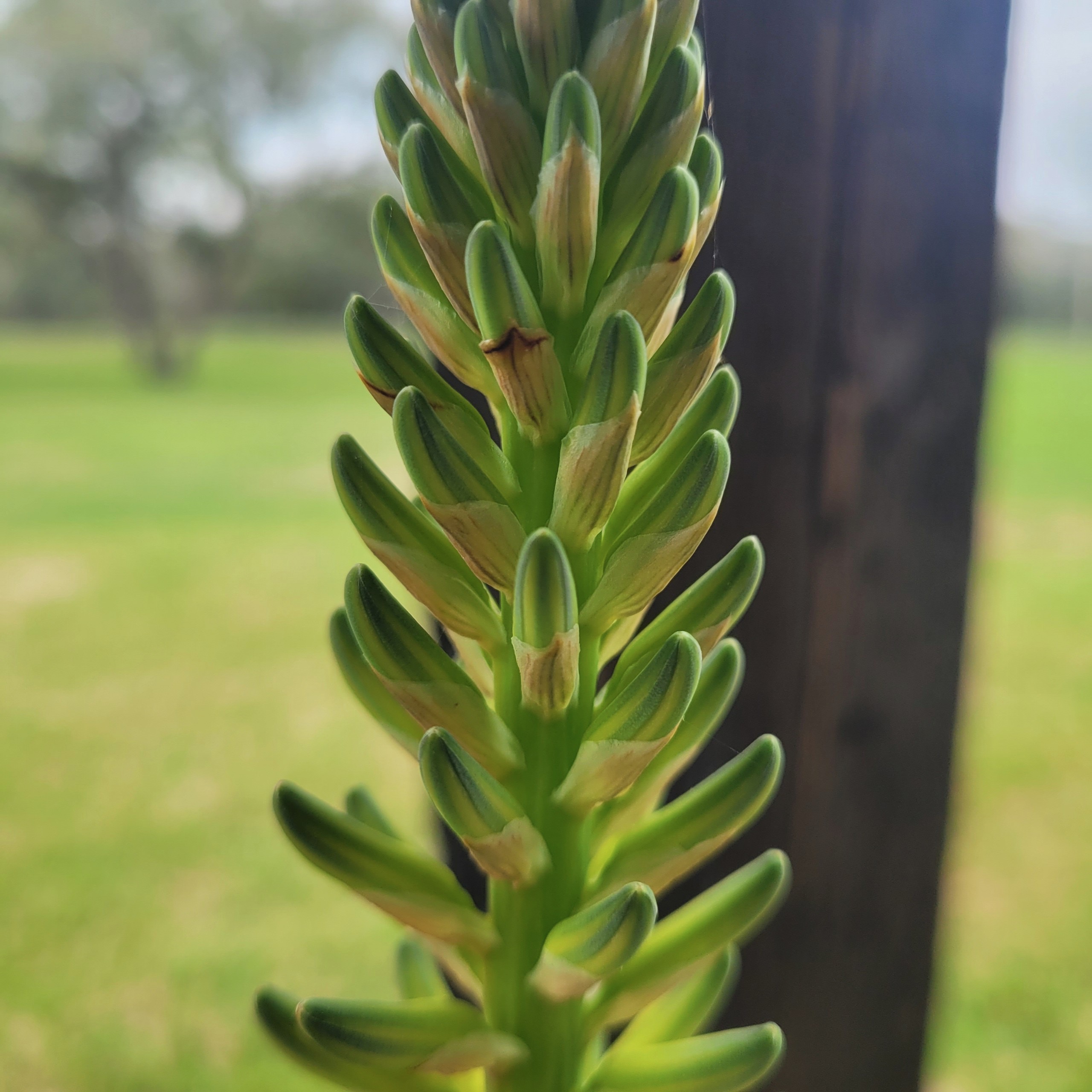 Ultimate Aloe Vera Care Guide: Tips for Thriving Succulents