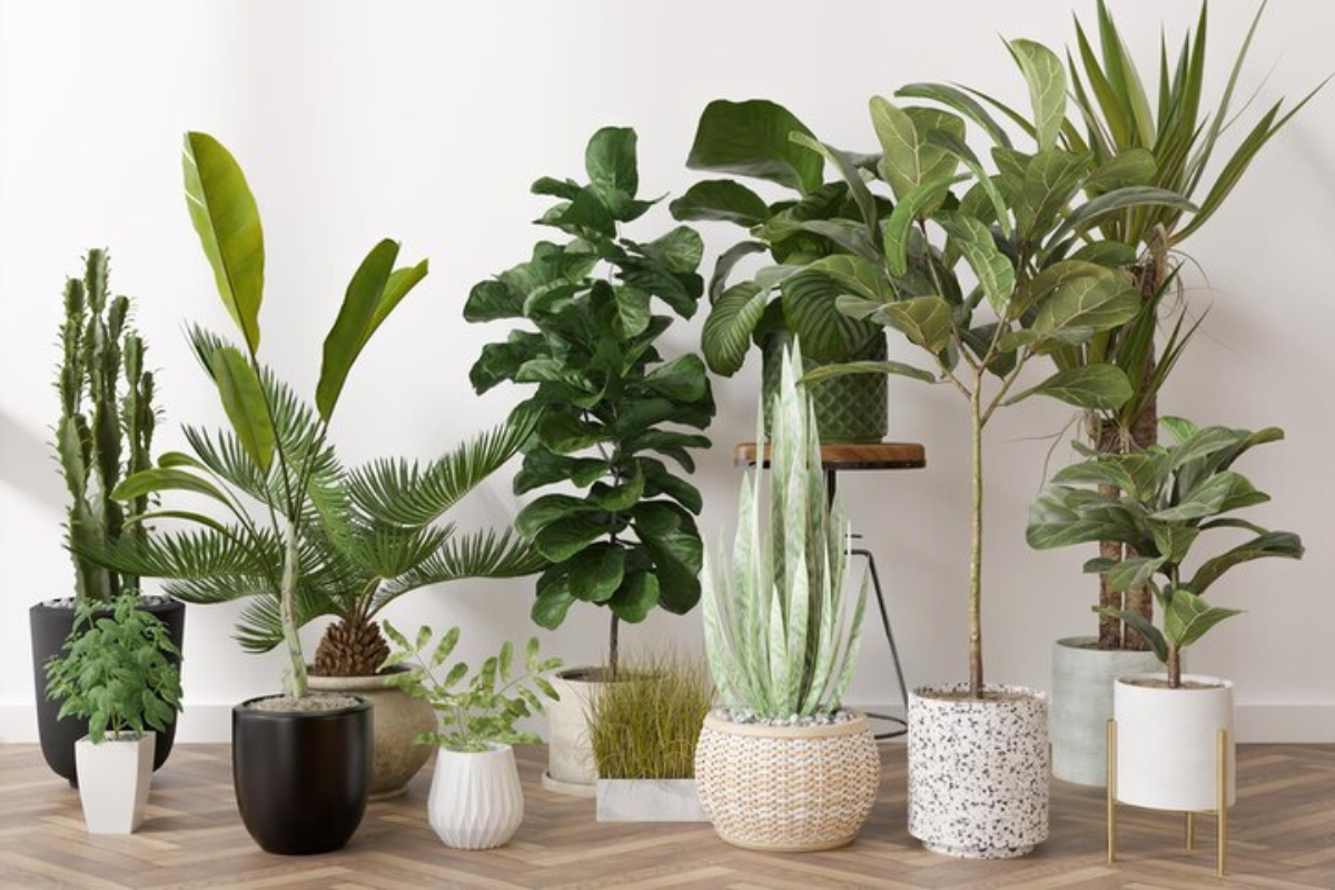 Healing Houseplants: Aromatherapy and Air-Purifying Plants for Home Wellness