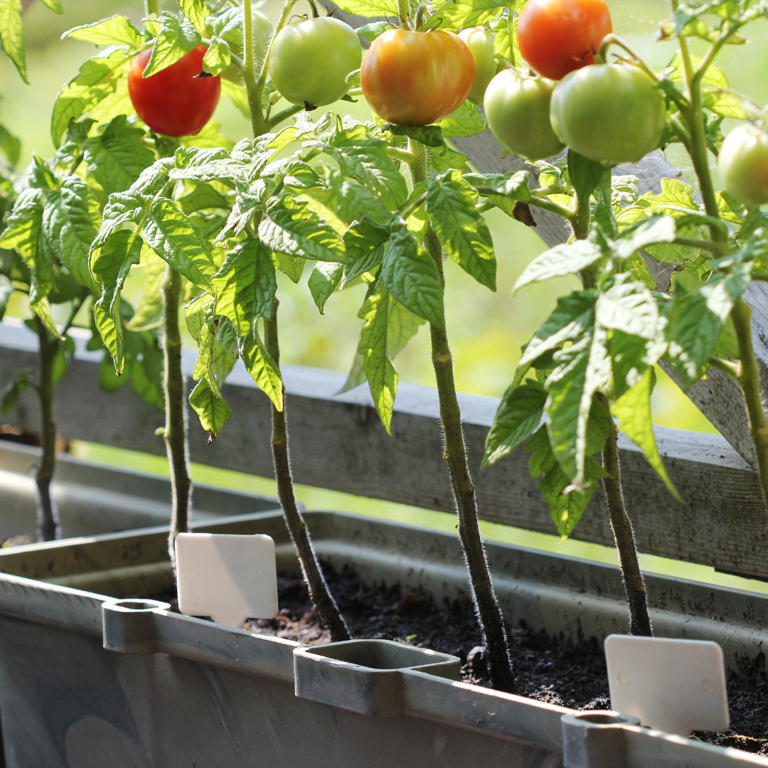 Growing Tomatoes in Containers: A Comprehensive Guide for Beginners