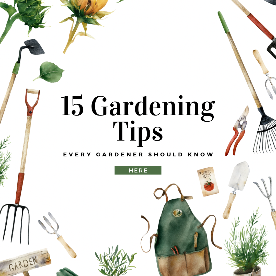 15 Essential Outdoor Gardening Tips for Beginners: Mastering Your Green Thumb