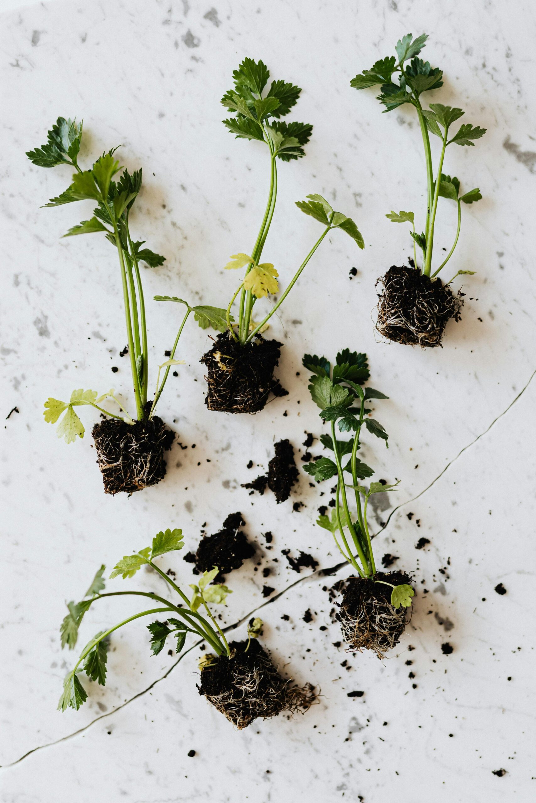 How to Identify and Fix Overwatering and Underwatering in Common Culinary Herbs