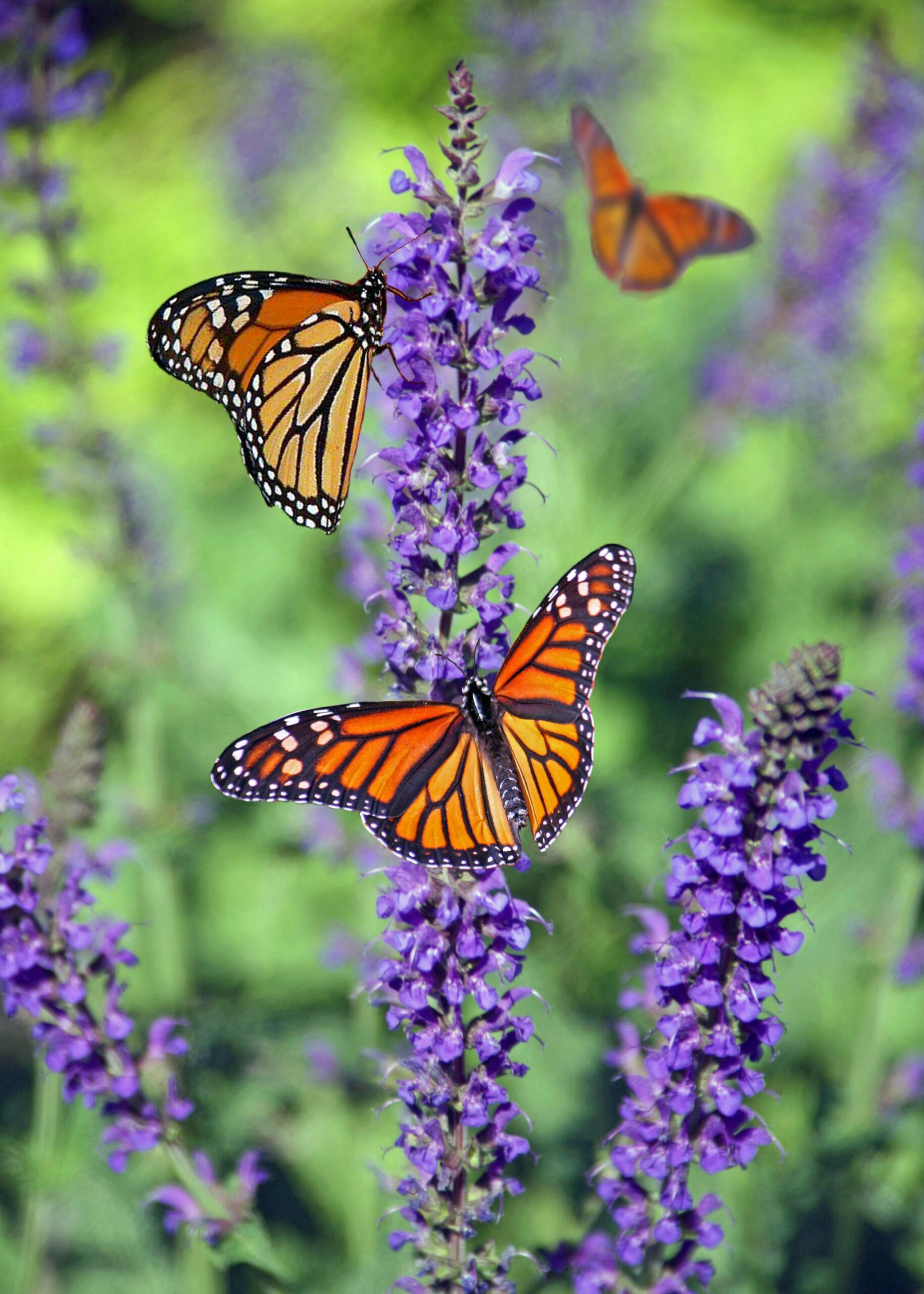 Creating a Wildlife-Friendly Garden: Tips for Attracting Birds, Bees, and Butterflies