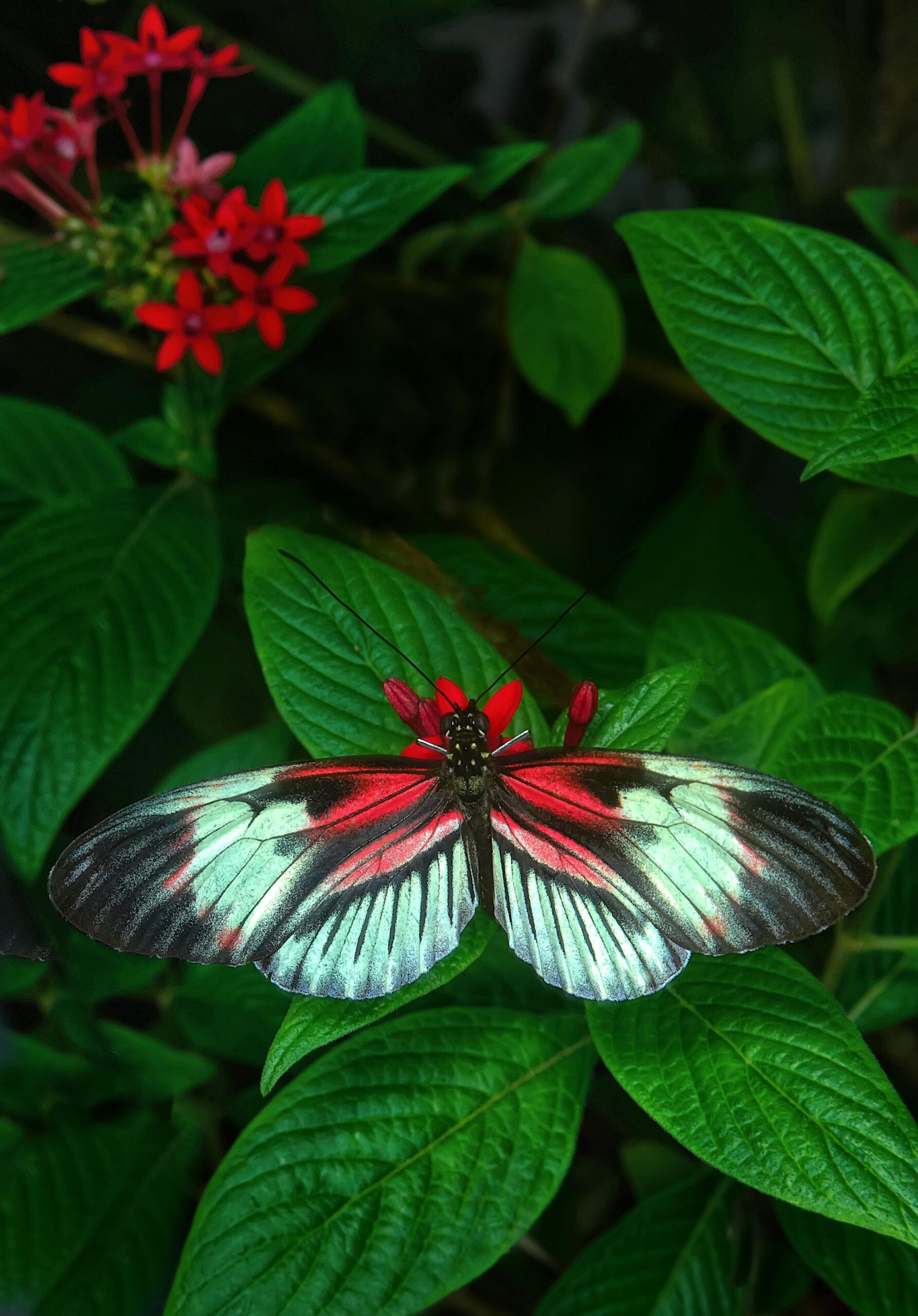 How to Create a Butterfly Garden: Attracting and Caring for Butterflies